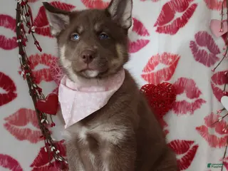 Gerberian Shepsky dogs 1 Pink - Ad 7