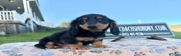 Miniature Dachshund dogs for sale: Russian male - Ad 4