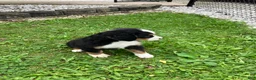 Bernese Mountain Dog dogs for sale: Akc Melissa - Ad 4