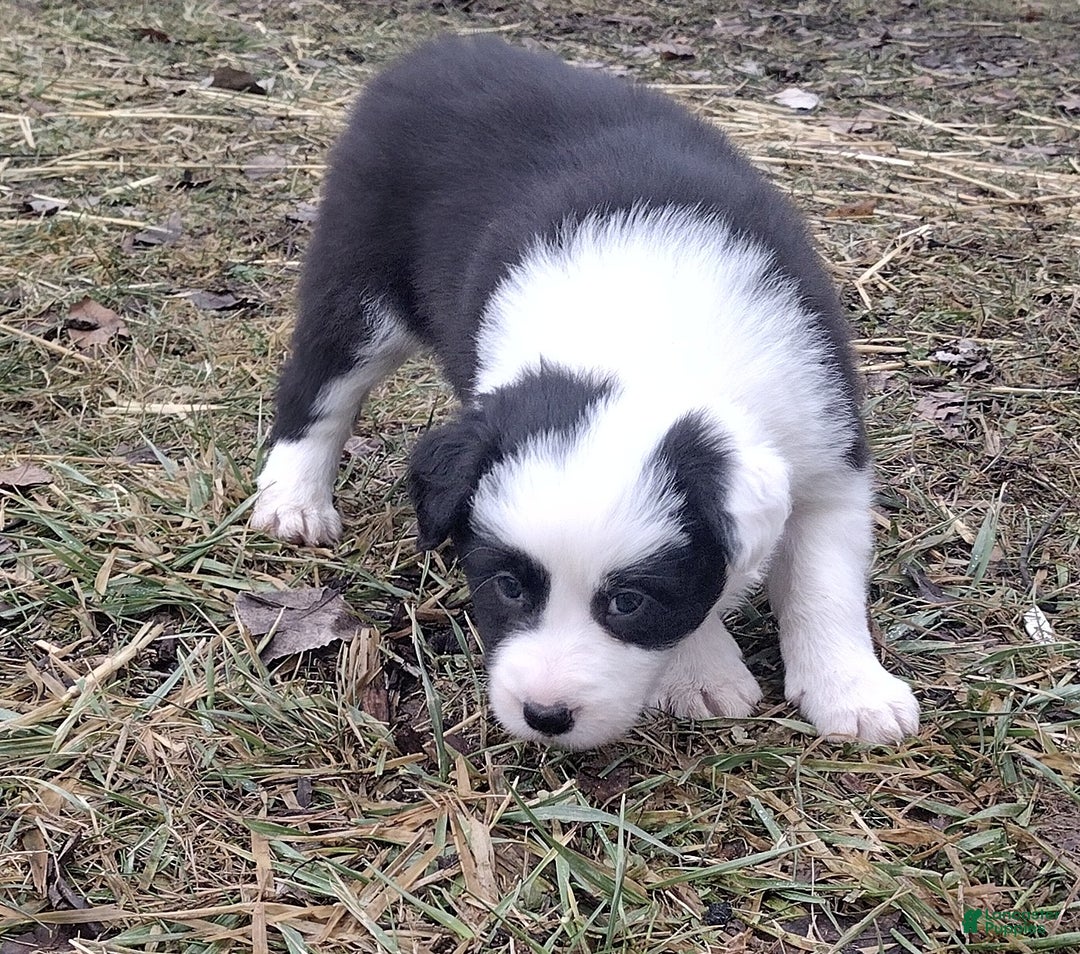 Border Collie dogs for sale: Benji  - Ad 5