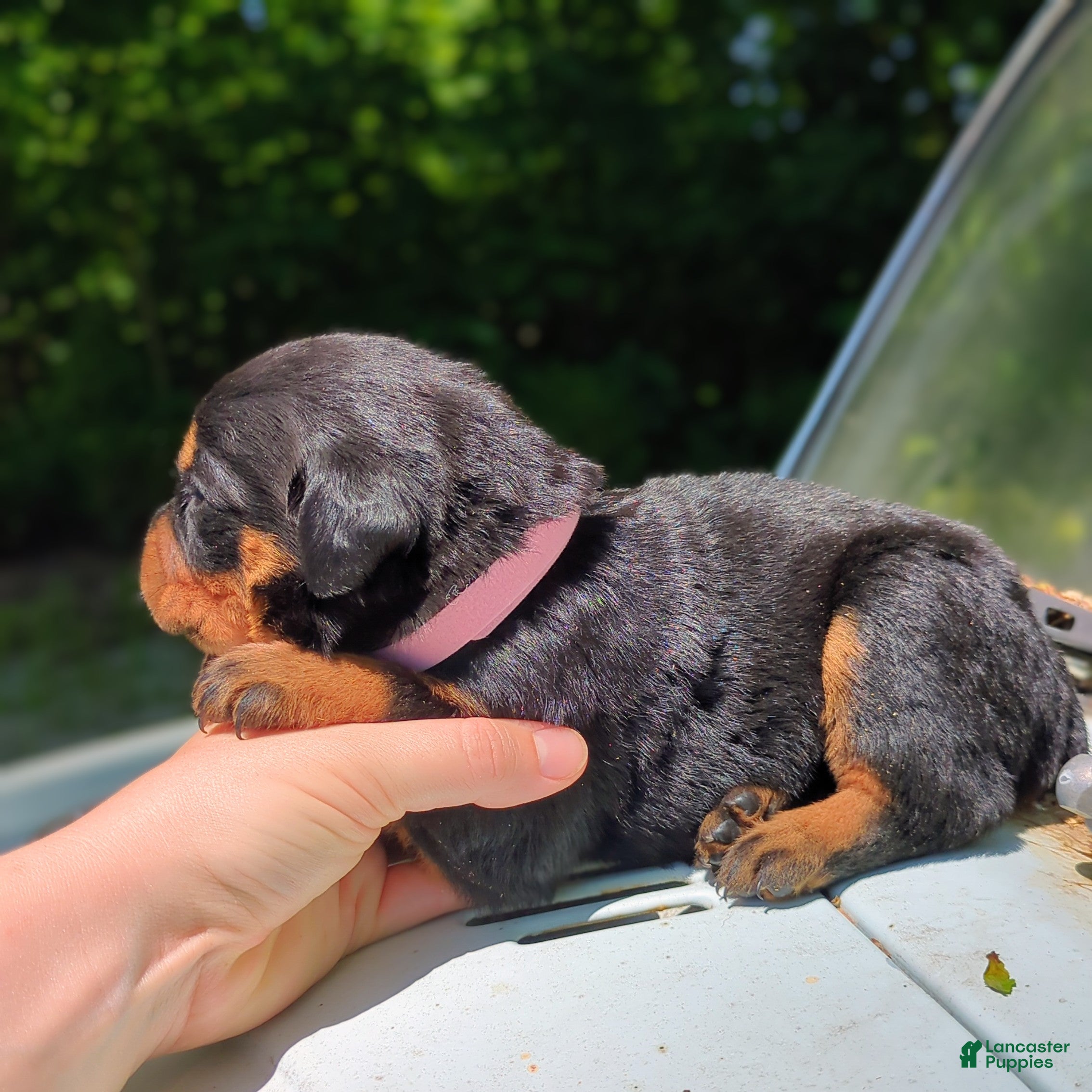 Rottweiler dogs for sale: Shelby - Ad 3
