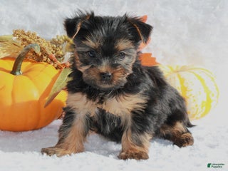 Yorkshire Terrier dogs Taya - Ad 33