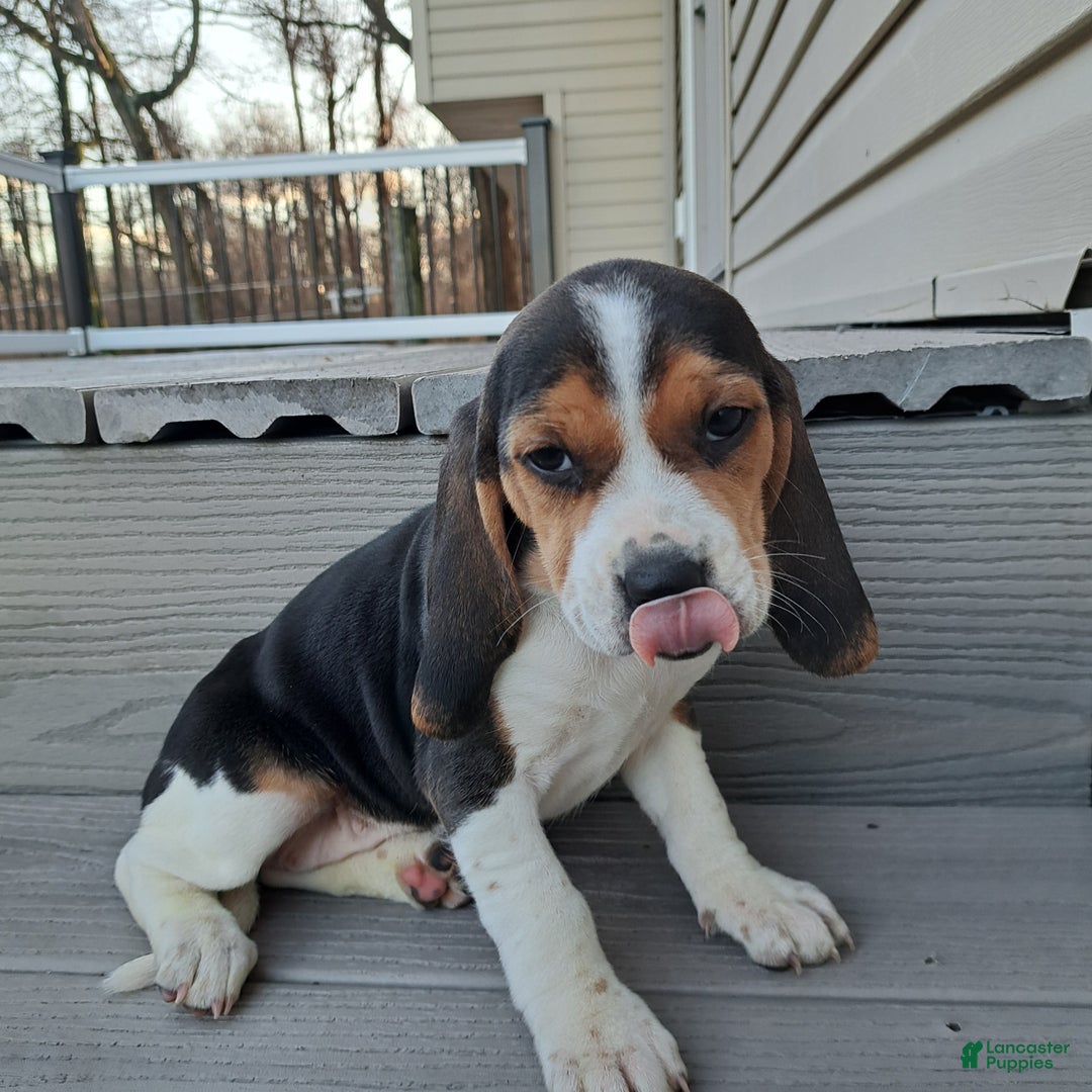 Beagle dogs for sale: JOSIE - Ad 2