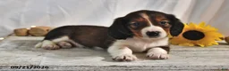 Miniature Dachshund dogs for sale: Macchiato - Ad 3