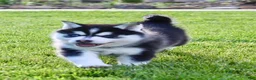 Pomsky dogs for sale: Buster - Ad 5