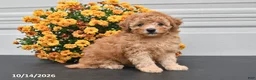 Bichpoo dogs for sale: Theo - Ad 5