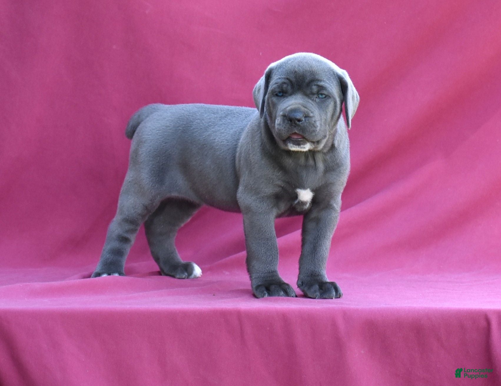 Cane Corso dogs Tess - Ad 1