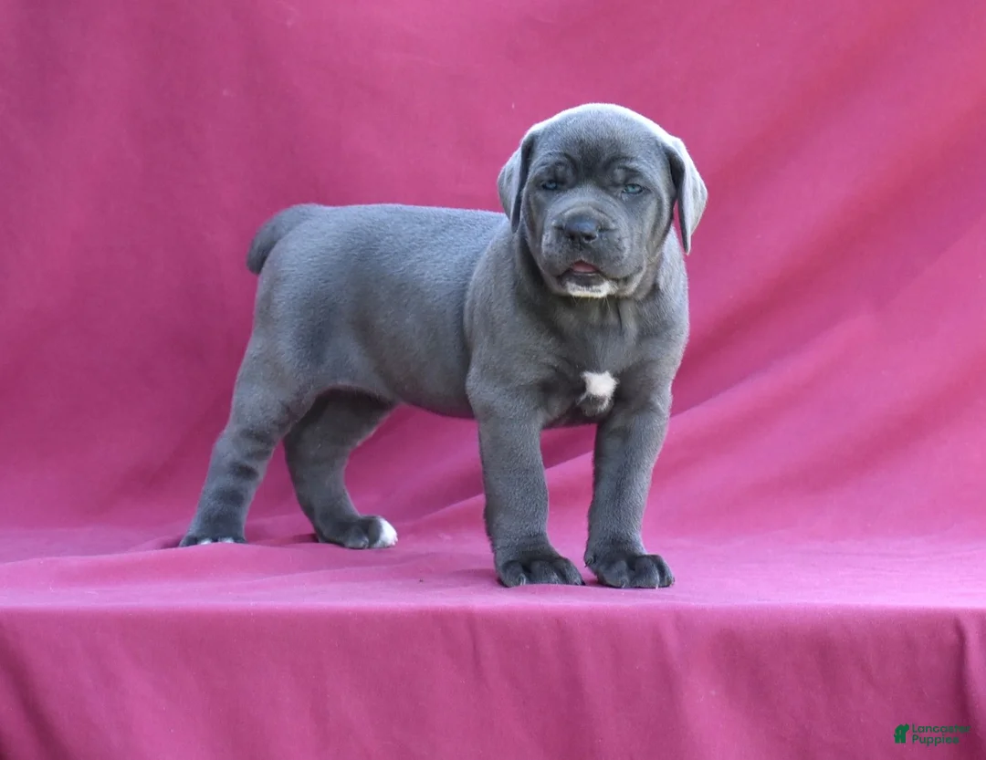 Cane Corso dogs for sale: Tess - Ad 1