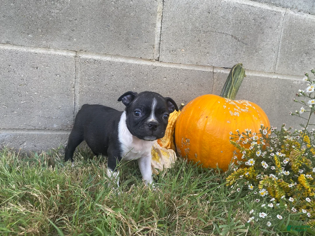 Boston Terrier dogs for sale: Leo - Ad 2