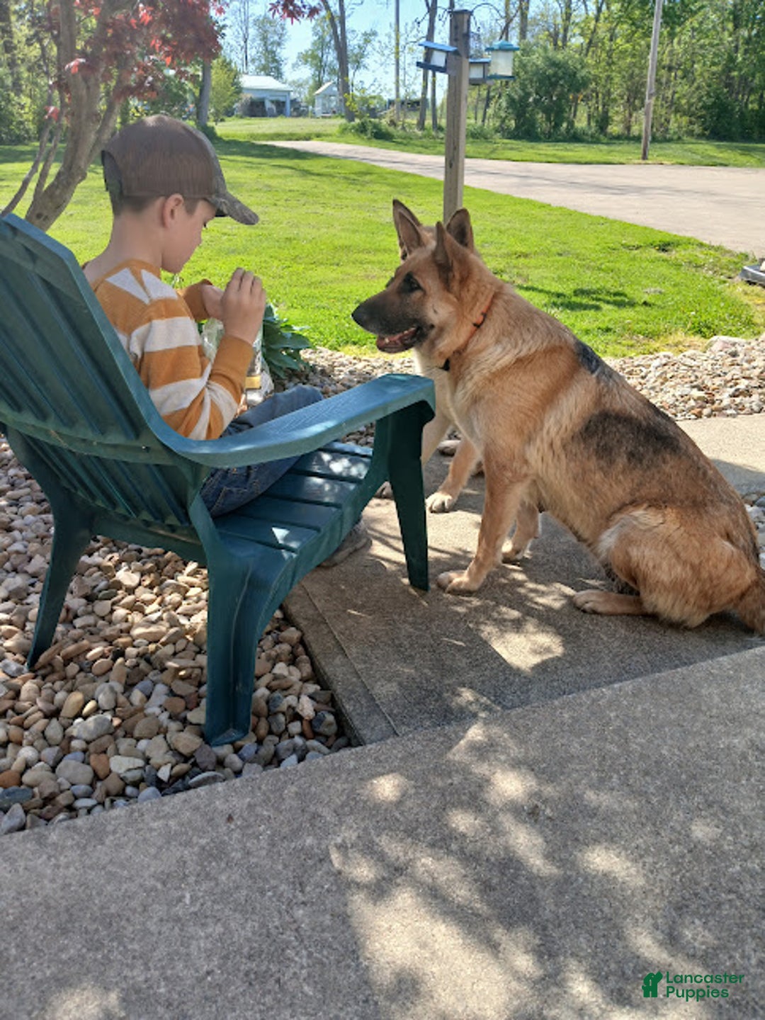 German Shepherd dogs for sale: Striker - Ad 15