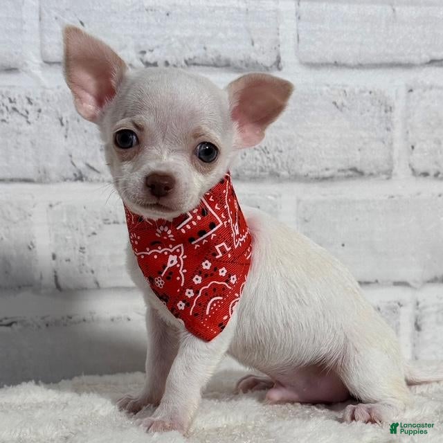 Chihuahua dogs Chihuahua Puppy 1 - Ad 12