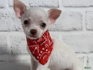 Chihuahua dogs Chihuahua Puppy 1 - Ad 20