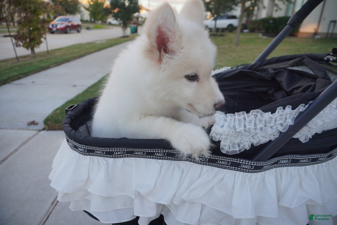 Alaskan Malamute dogs for sale: Xiao Lan - Ad 19