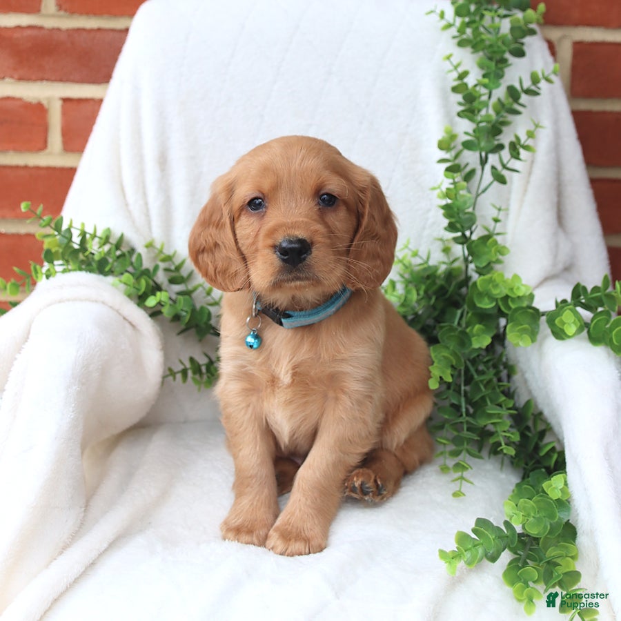 Miniature Golden Retriever dogs Jesse - Ad 1