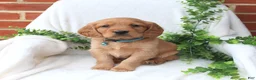 Miniature Golden Retriever dogs for sale: Jesse - Ad 1