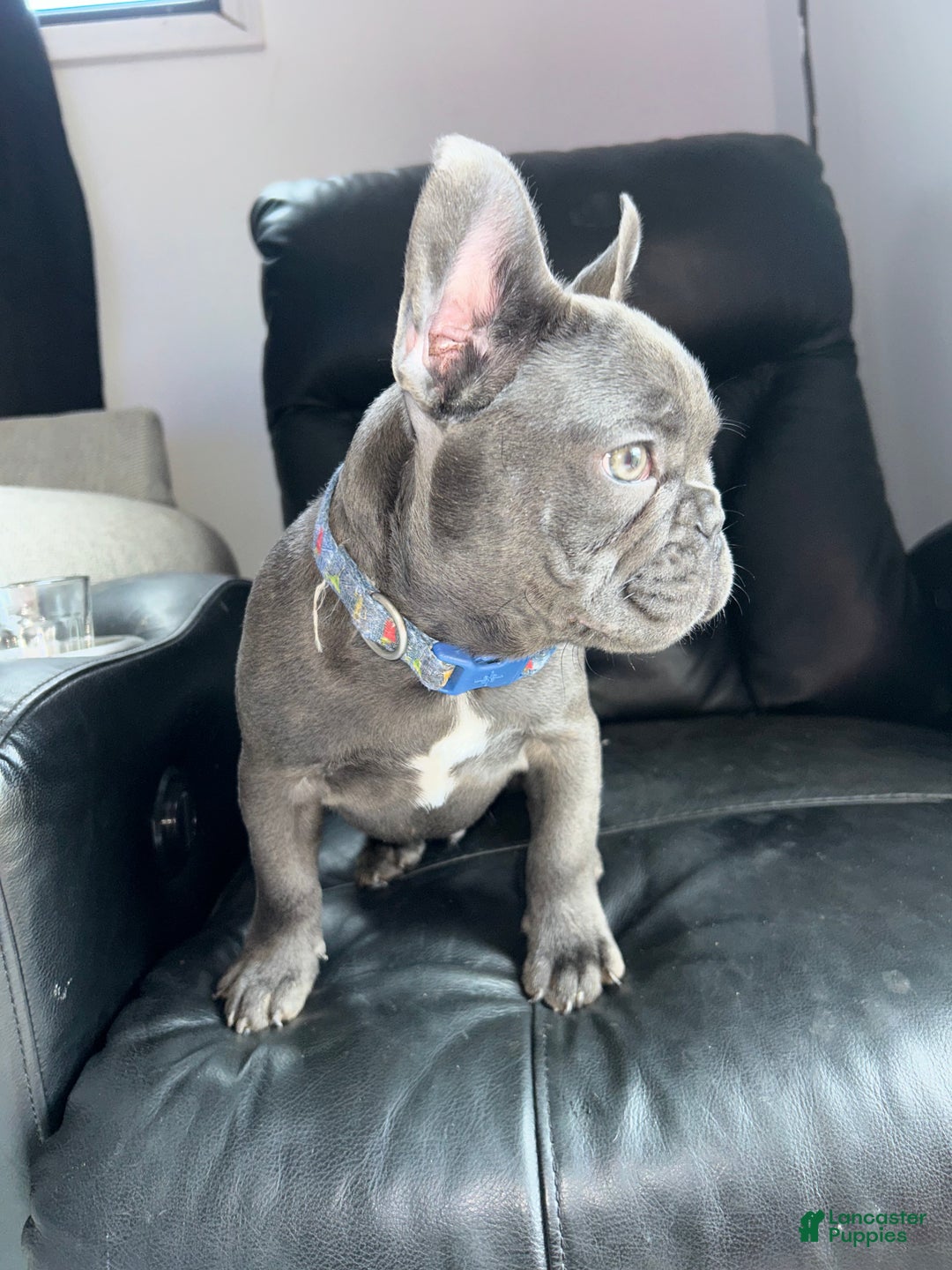 French Bulldog dogs for sale: French Bulldog Puppy 1 - Ad 3