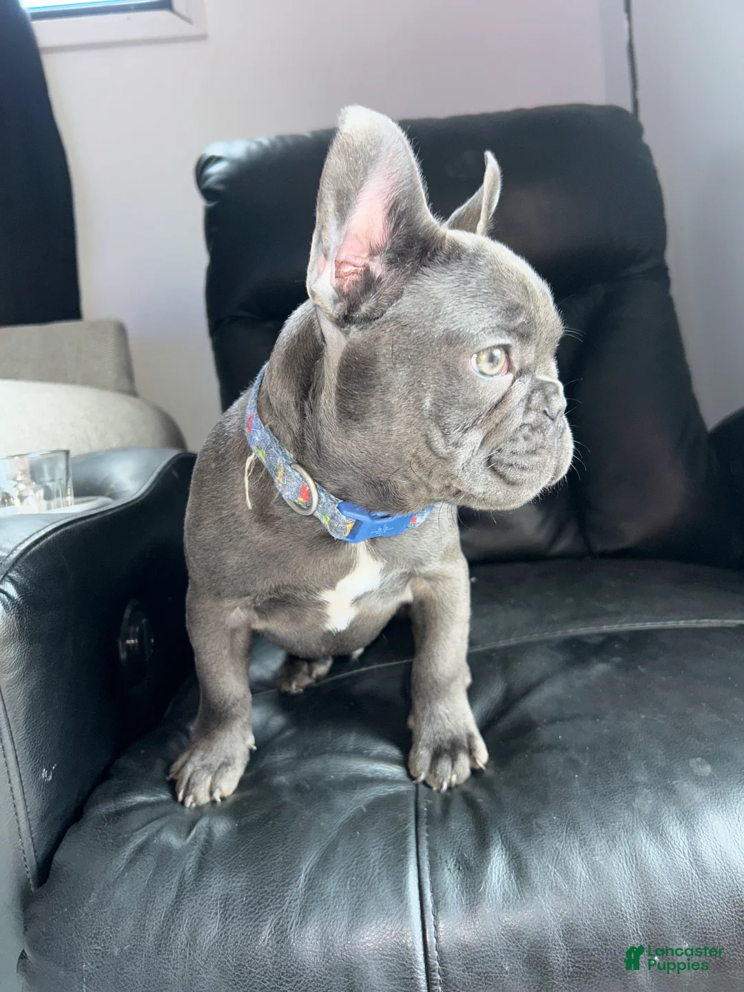 French Bulldog dogs for sale: French Bulldog Puppy 1 - Ad 8