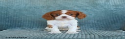 Cavalier King Charles Spaniel dogs for sale: Cleo - Ad 3