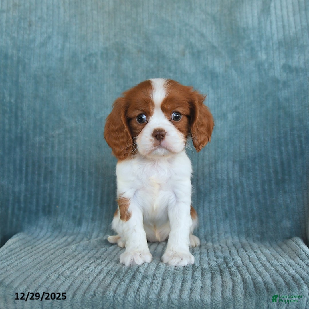 Cavalier King Charles Spaniel dogs for sale: Cleo - Ad 3