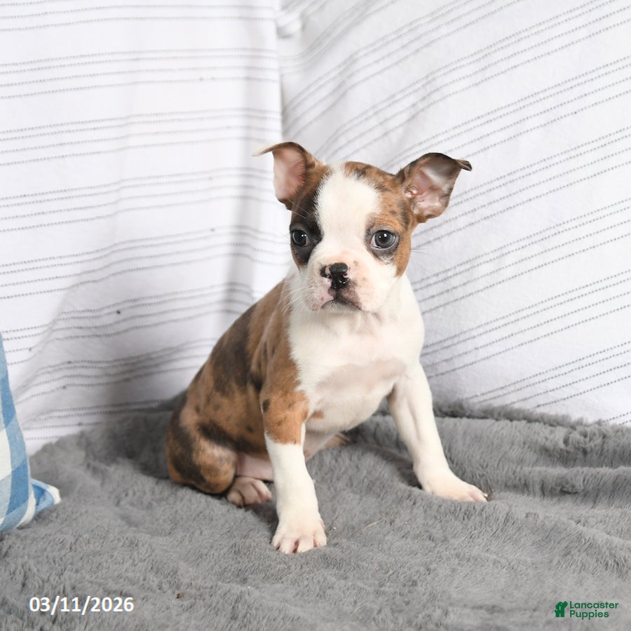 Boston Terrier dogs Frank  - Ad 2