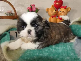 Shih Tzu dogs Shih Tzu Puppy 3 Leo - Ad 32