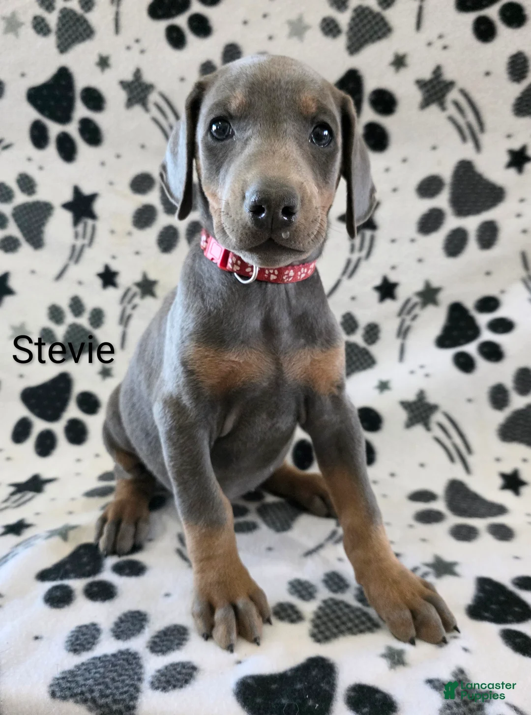 Doberman Pinscher dogs for sale: Doberman Pinscher Puppy 5 - Ad 1