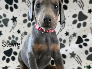 Doberman Pinscher dogs Doberman Pinscher Puppy 5 - Ad 6