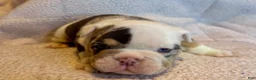 English Bulldog dogs for sale: Louis  - Ad 2