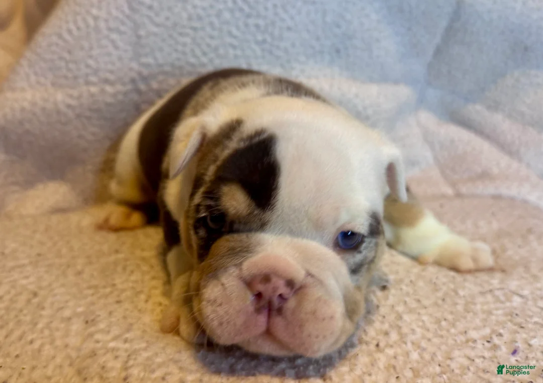 English Bulldog dogs for sale: Louis  - Ad 2