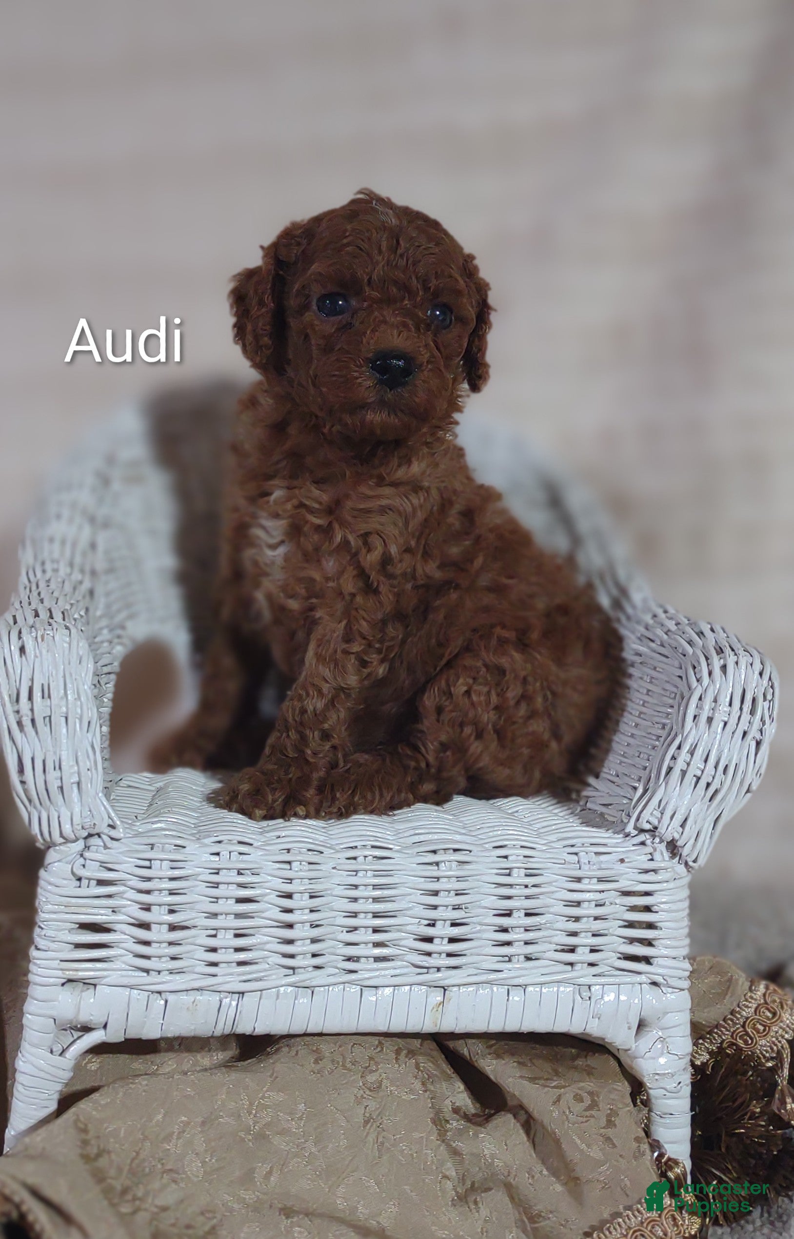 Cavapoo dogs Cavapoo F1b 3 Audi - Ad 2