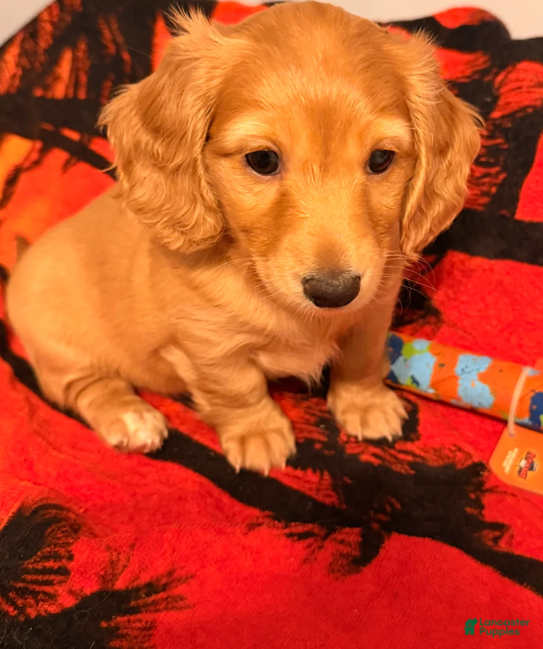 Dachshund dogs for sale: Dachshund Puppy 2 - Ad 11
