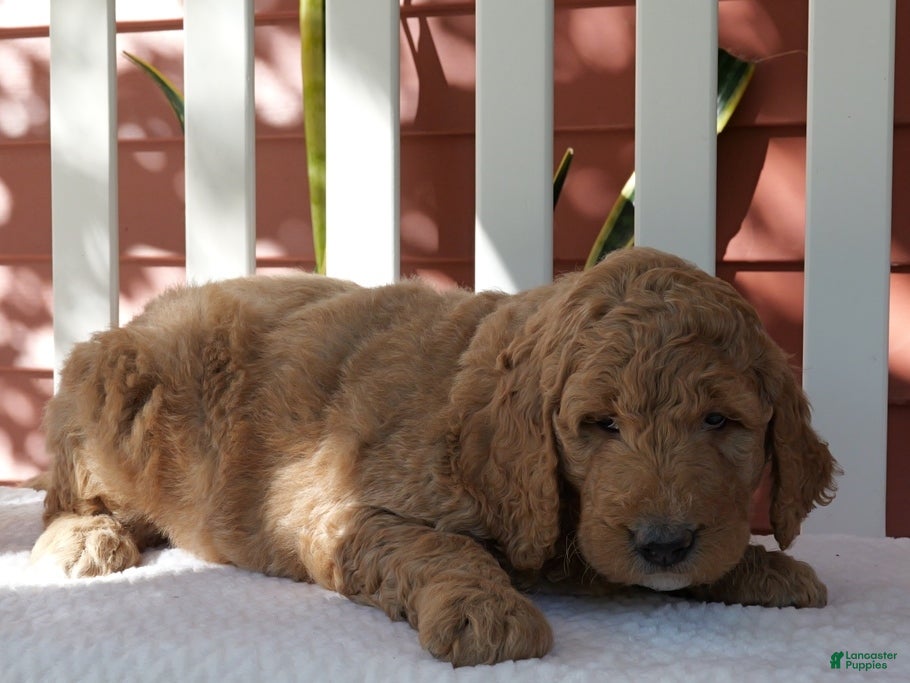 Standard Poodle dogs Mariachi - Ad 1