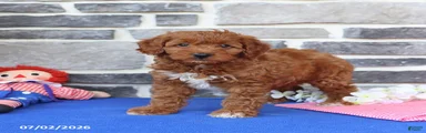 Rupert