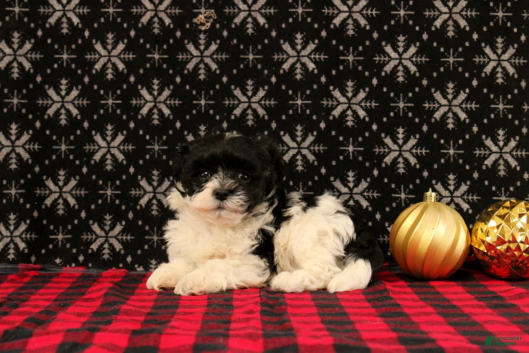 Maltipoo dogs for sale: Frostine - Ad 3