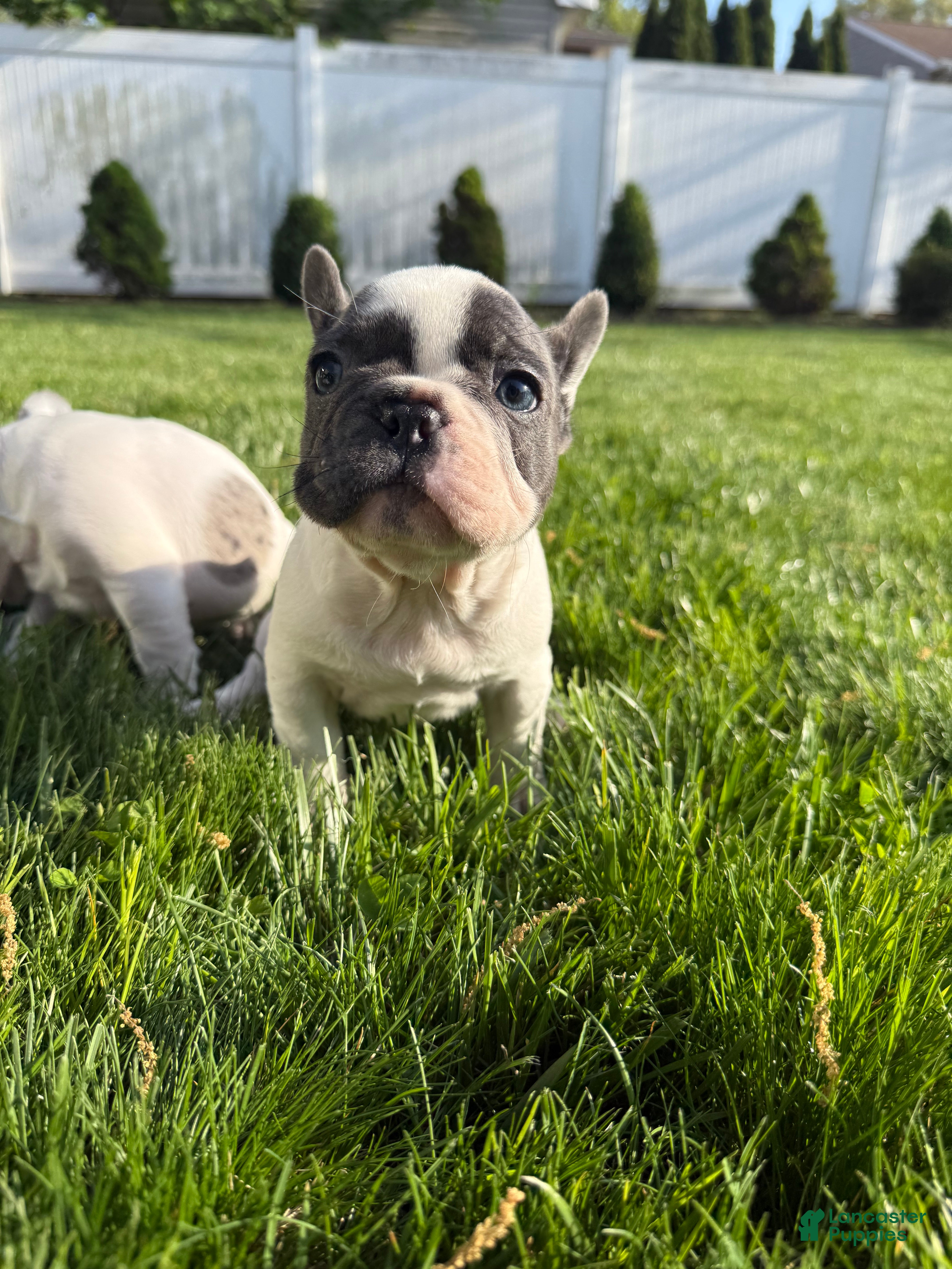 French Bulldog dogs Yang - Ad 2
