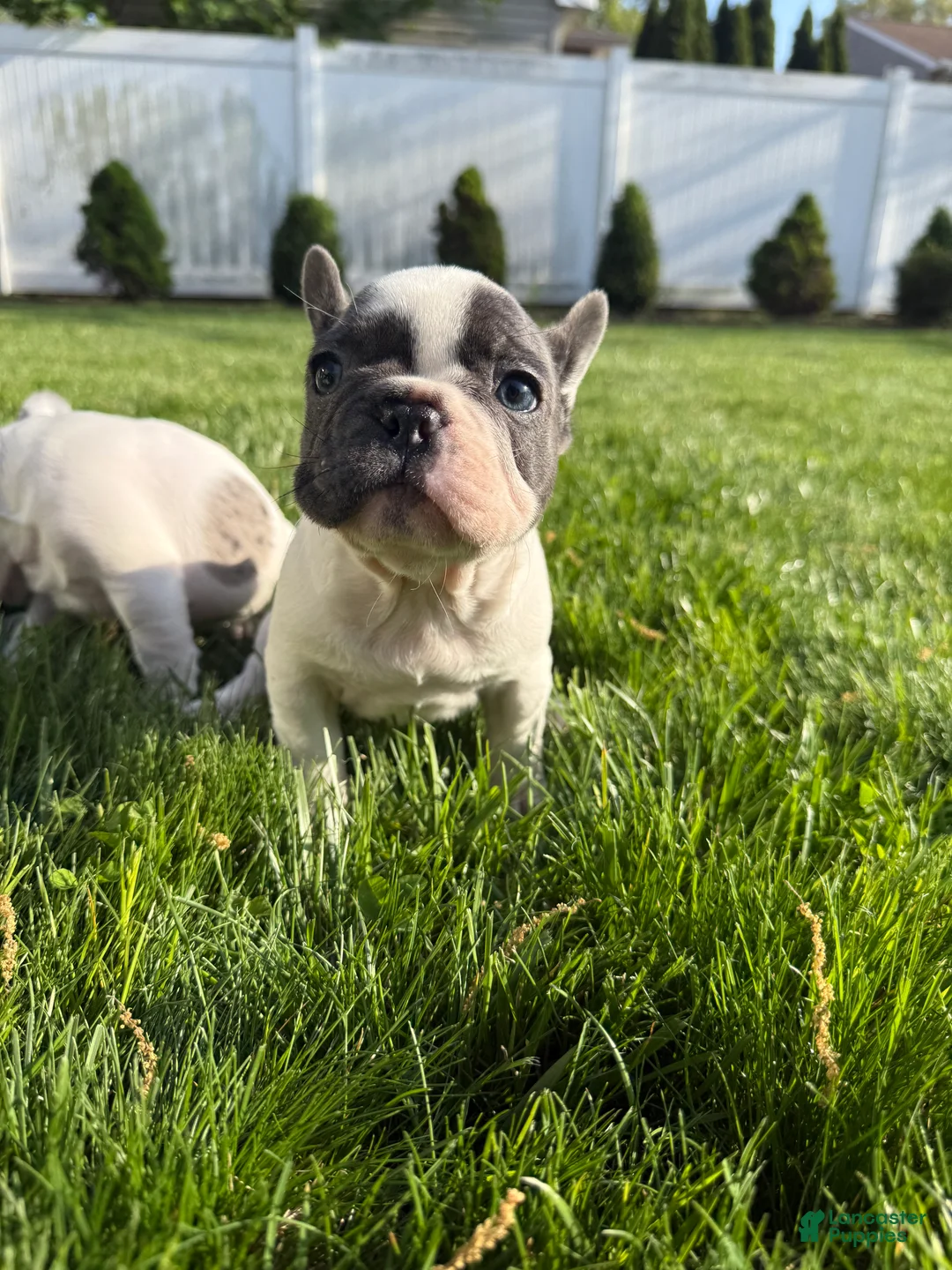 French Bulldog dogs for sale: Yang - Ad 2