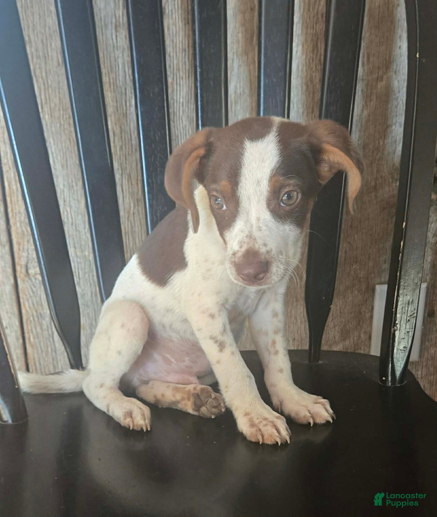 Mixed Breed dogs Ozzy - Ad 1