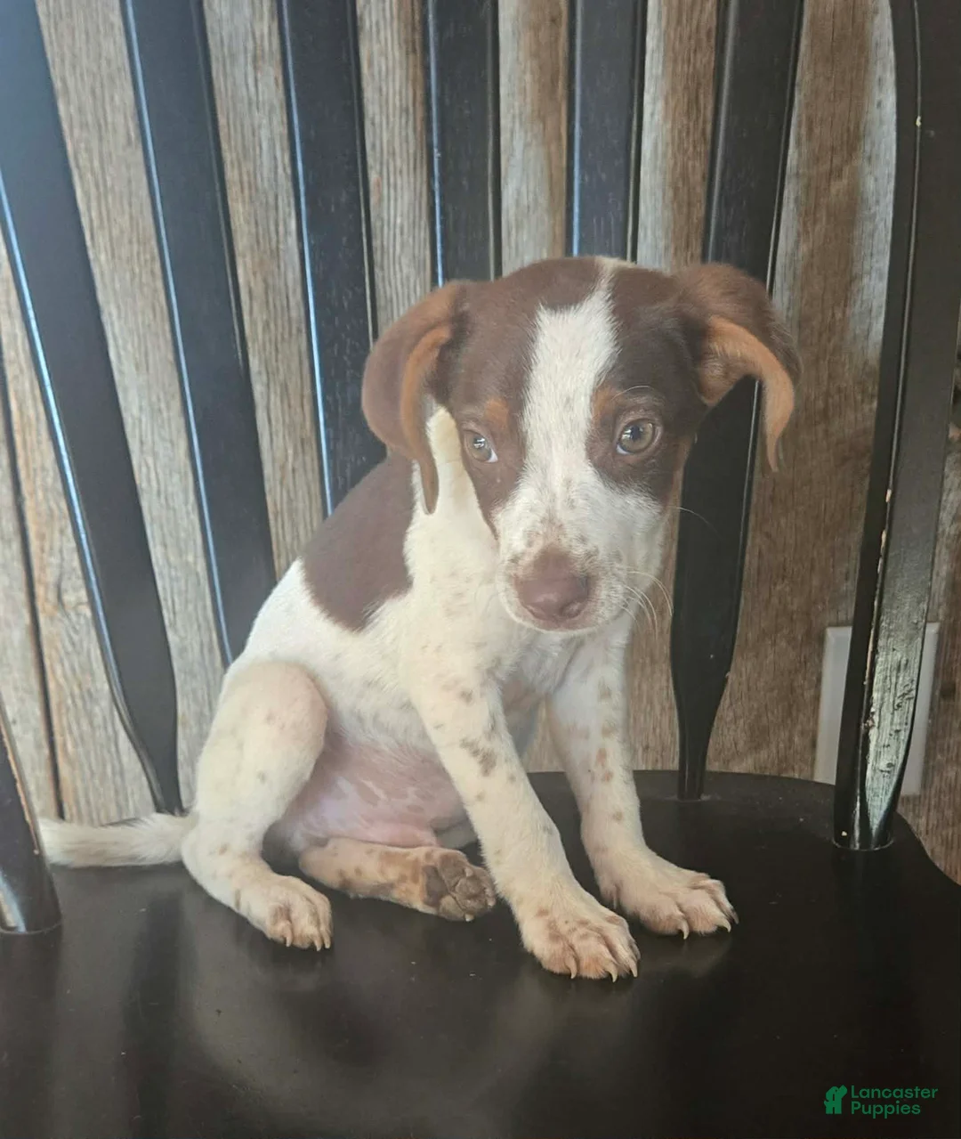 Mixed Breed dogs for sale: Ozzy - Ad 1