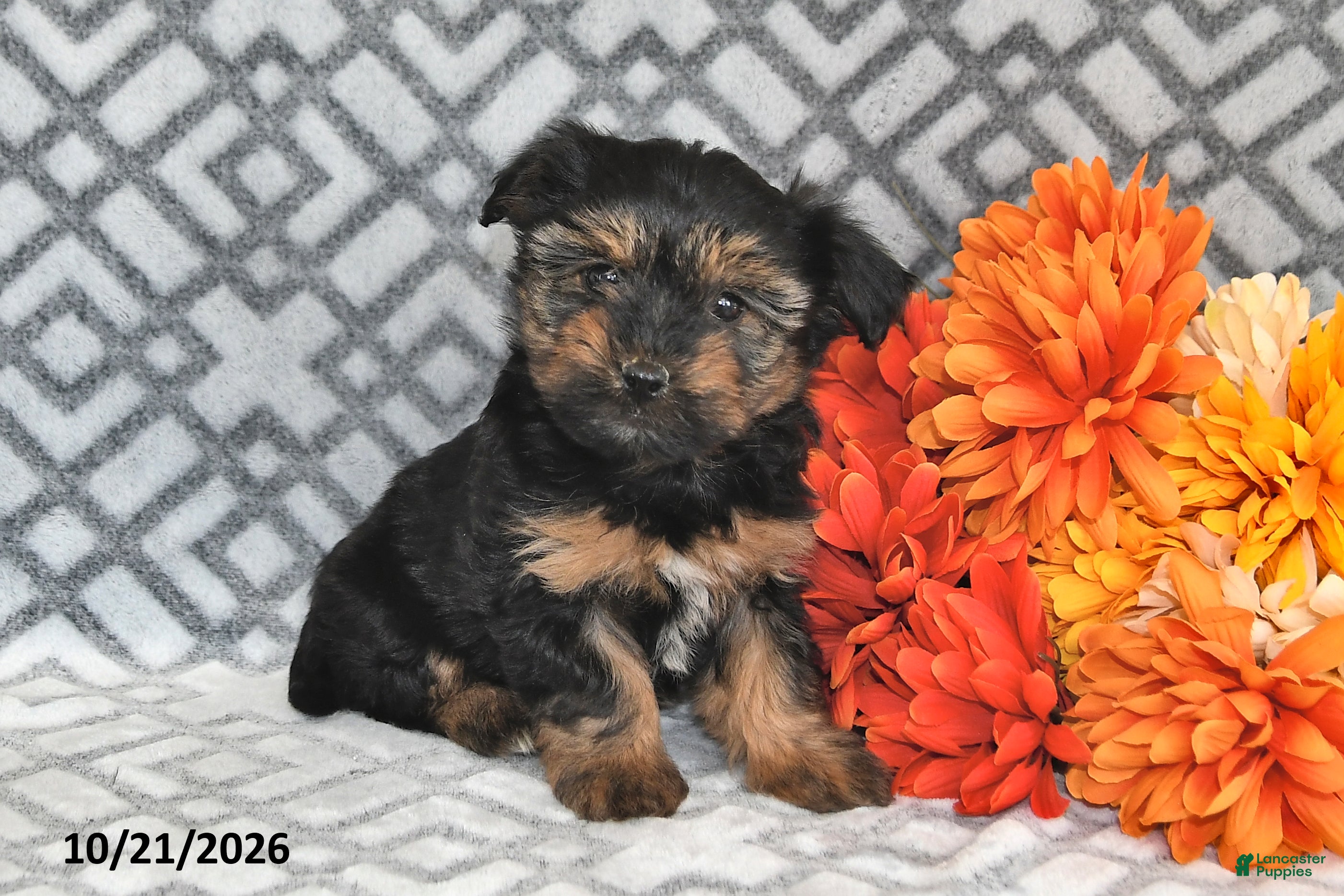 Yorkiepoo dogs Maggie - Ad 2