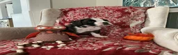 Boxer dogs for sale: Berlín  - Ad 16
