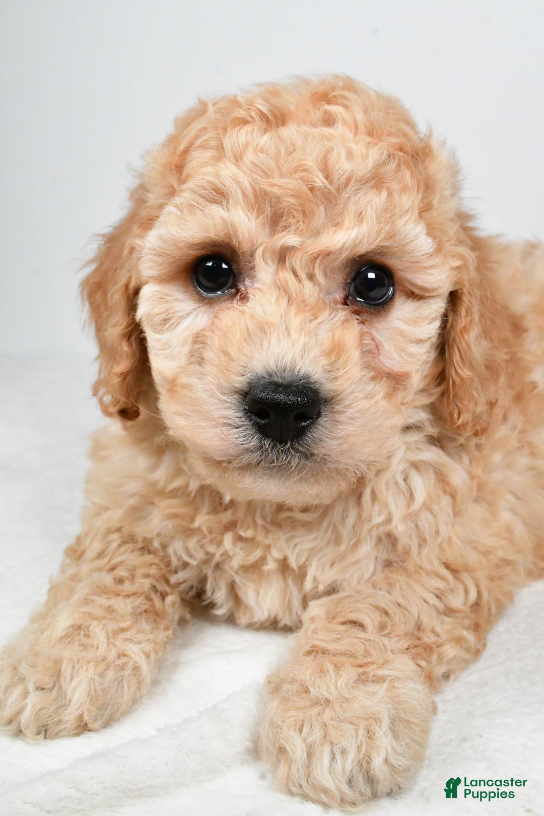 Bichpoo dogs for sale: Remy - Ad 7