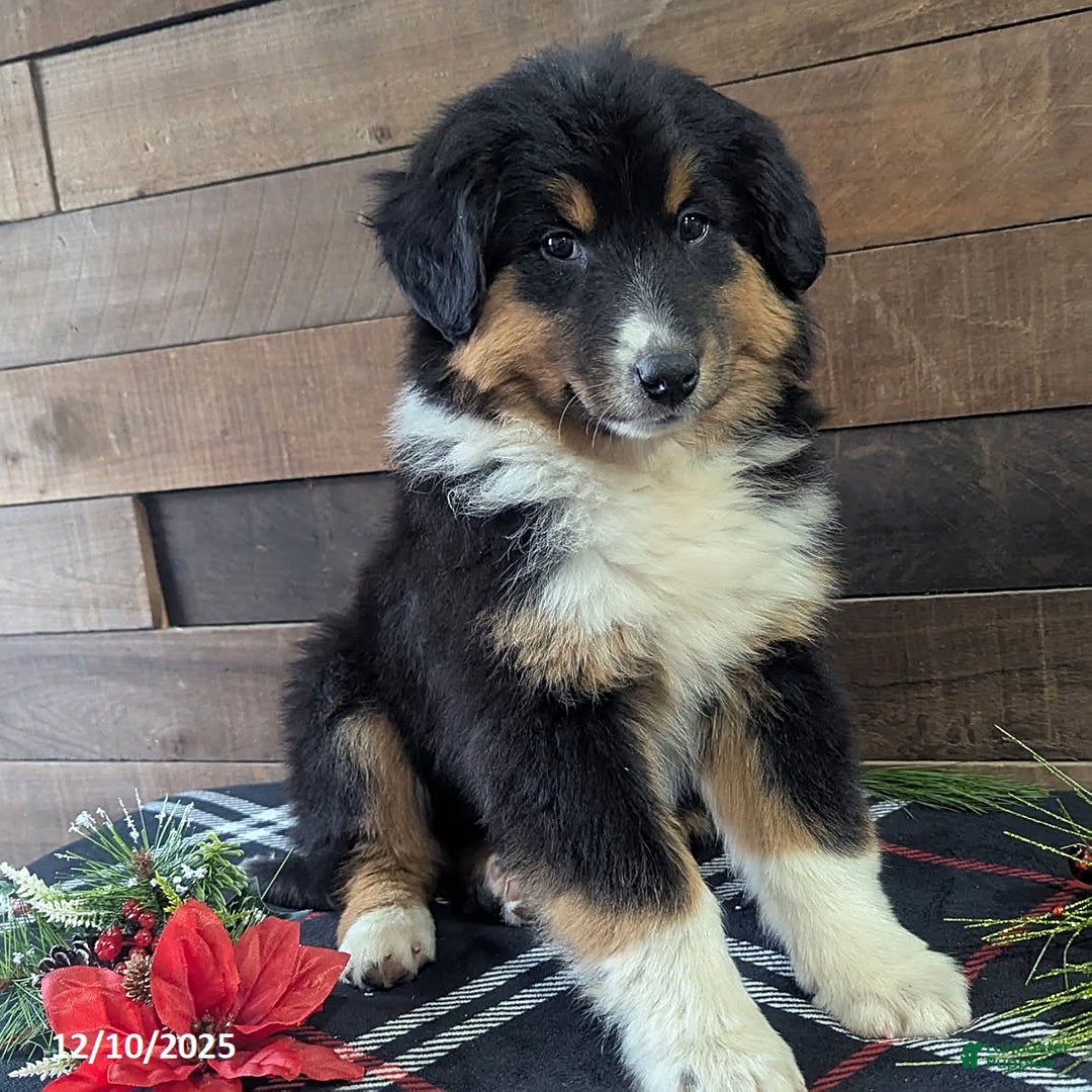 Mixed Breed dogs for sale: Brittany - Ad 5