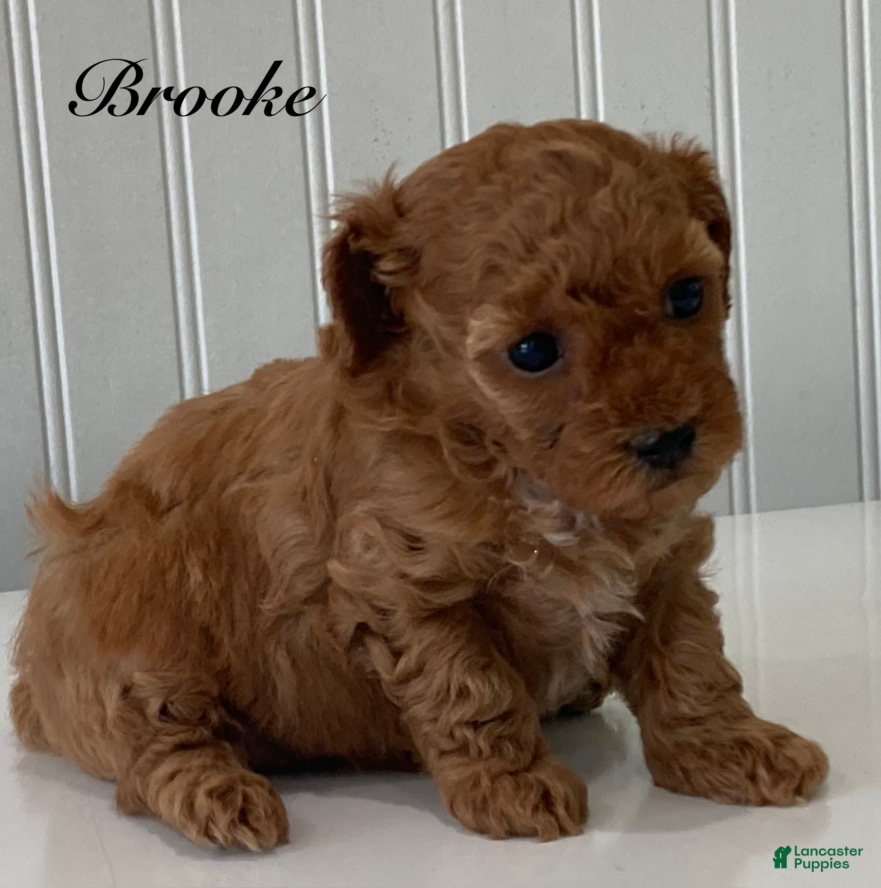 Toy Poodle dogs for sale: Brooke - Ad 1