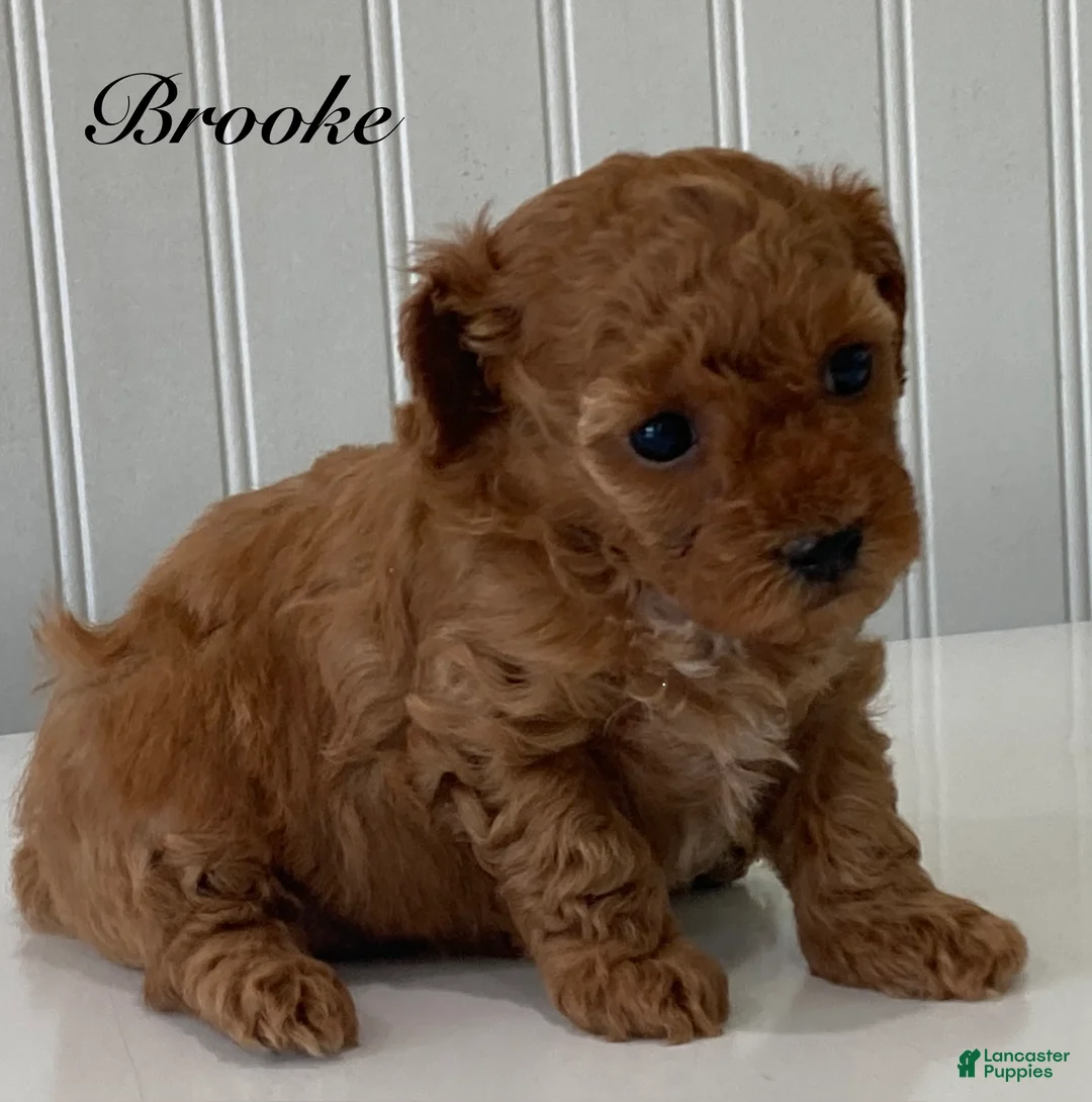 Toy Poodle dogs for sale: Brooke - Ad 1