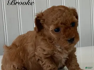 Toy Poodle dogs for sale: Brooke - Ad 1