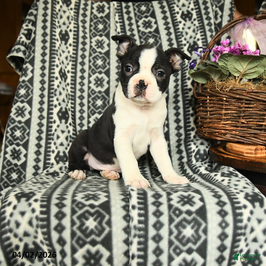 Boston Terrier dogs Roosevelt - Ad 1