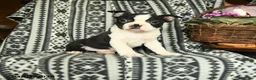 Boston Terrier dogs for sale: Roosevelt - Ad 1