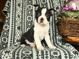 Boston Terrier dogs for sale: Roosevelt - Ad 3
