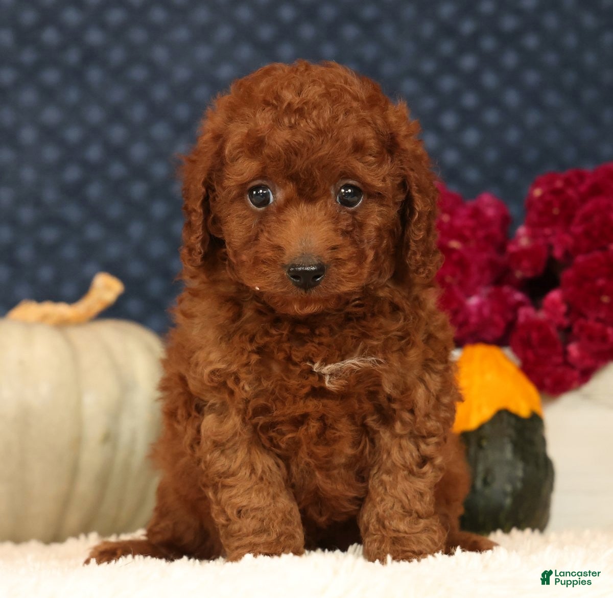 Cavapoo dogs for sale: Sherman - Ad 1