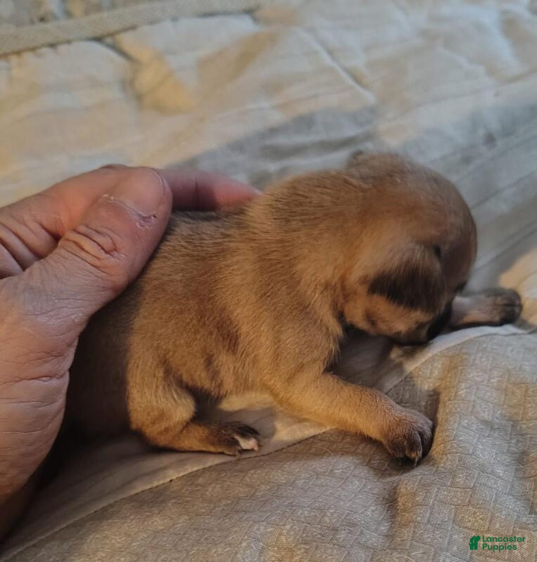 Chihuahua dogs for sale: Chihuahua Puppy 2 - Ad 1
